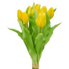 Tulip bunch x7, 31cm, lime