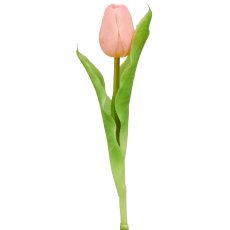 Tulip x1, 31cm, pale pink