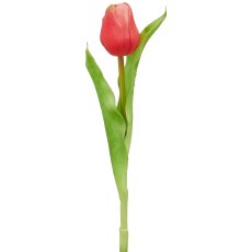 Tulip x1, 31cm, mauve