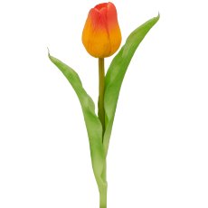 Tulip x1, 31cm, orange