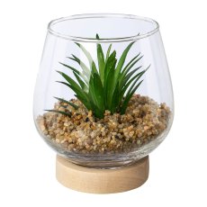 Succulent in glass on wooden base, sorted twice, 9x9, 5cm, green