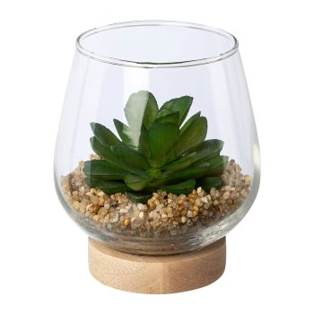 Succulent in glass on wooden base, sorted twice, 9x9, 5cm, green