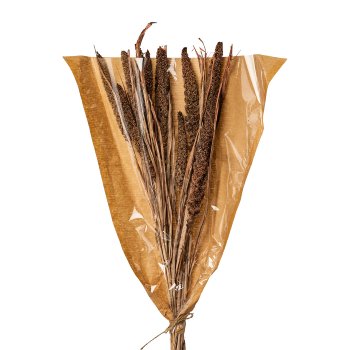 Bunch of 9 dried flowers MILLET, 13x75cm, brown