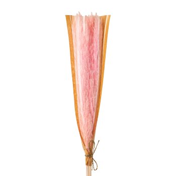 Bunch of 9 dried flowers PHRAGMITES, 10x80cm, pink