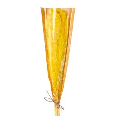 Trockenblumen 9er Bündel PHRAGMITES, 10x80cm, hellgelb