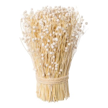 Trockenblumen Bouquet TEESI/CORIANDER, 25cm, natur