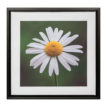 Canvas Print in PS frame 2 assorted MARGERITE, 25x25x2,5cm, nature