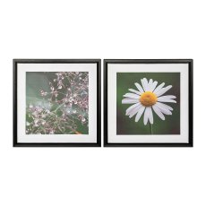 Canvas Print in PS frame 2 assorted MARGERITE, 25x25x2,5cm, nature