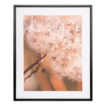 Canvas print in PS frame 2 assorted Dandelion, 40x50x2,5cm, clear