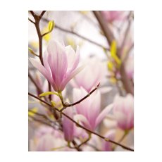 Canvas Decoration Picture Magnolia, 2 assorted, 30x40x1,8cm