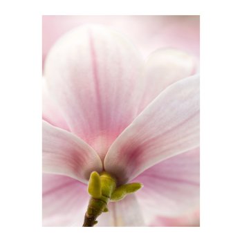 Canvas Decoration Picture Magnolia, 2 assorted, 30x40x1,8cm