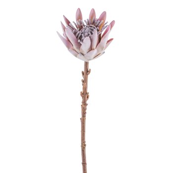 Schaumstoff Protea Zweig 52cm, Mauve