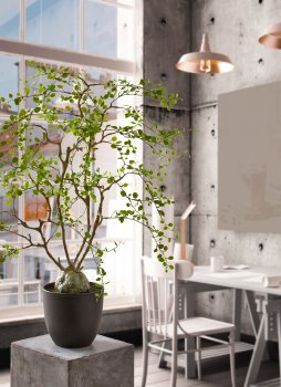 Mühlenbeckia im Topf, 81cm, grün