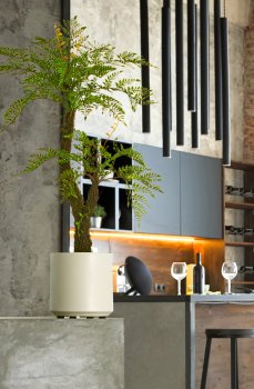Tree fern x2 on moss stem, approx. 80cm, green, in plastic pot 13.5x13cm