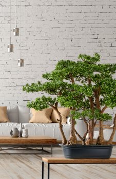 Bonsai Teeblatt x7, 60x60cm, grün, in schwarzer Kunststoffschale 33x23x8cm