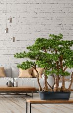 Bonsai Teeblatt x7, 60x60cm, grün, in schwarzer Kunststoffschale 33x23x8cm