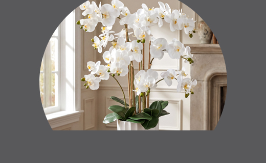 mini monstera Mini Monstera 'Minima' - Hive Plants – The White Oak Collection main image 1